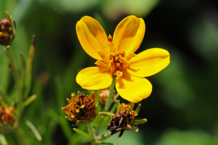 Apache Beggarticks has pretty yellow flowers, some white; note flowers have both ray and disk florets. Bidens aurea